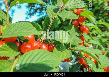Bacche rosse di un feltro cherry sui rami. Close up foto. Piccoli frutti di bosco di ciliegie. Impianto varietale. Gocce di acqua sulle foglie. Foto Stock
