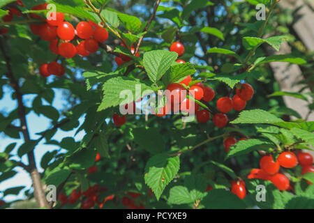 Bacche rosse di un feltro cherry sui rami. Close up foto. Piccoli frutti di bosco di ciliegie. Impianto varietale. Gocce di acqua sulle foglie. Foto Stock