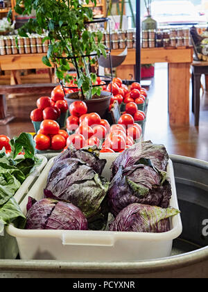 Fresco di cavolo rosso, basilico e pomodori sul display, per la vendita, in una fattoria sul ciglio della strada o mercato agricolo nelle regioni rurali in Alabama, Stati Uniti d'America. Foto Stock