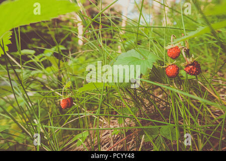 Un giovane fragola matura su una bussola in mezzo alla foresta, un bosco maturo berry su uno sfondo sfocato Foto Stock