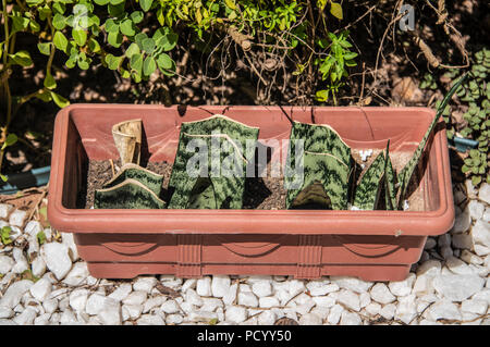 La propagazione di Viper Bowstring della canapa (Sansevieria trifasciata) da foglie di taglio in sezioni più piccole e di piantare nel terreno Foto Stock