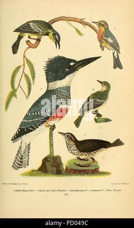 American ornitologia; o la storia naturale degli uccelli degli Stati Uniti (Pl. 23) Foto Stock