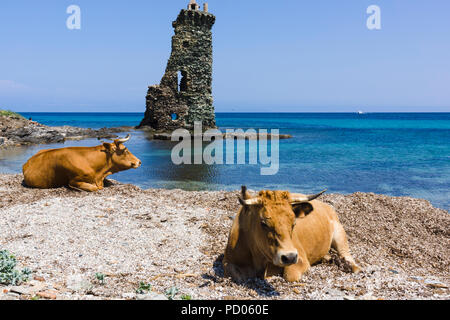 Vacche sulla spiaggia di fronte a Santa Maria Rogliano torre genovese. Sentier des douaniers, Cap Corse, Corsica, Francia. Foto Stock