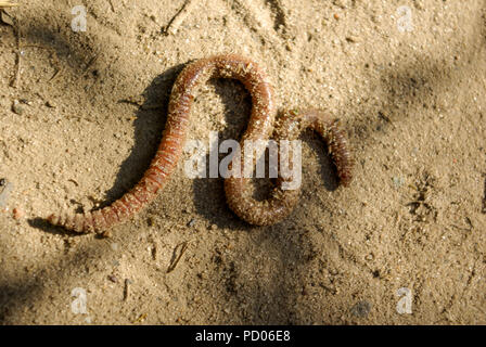 Worm nella sabbia da esplorare Foto Stock