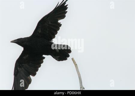 Raven Shot ad Anchorage in Alaska Foto Stock