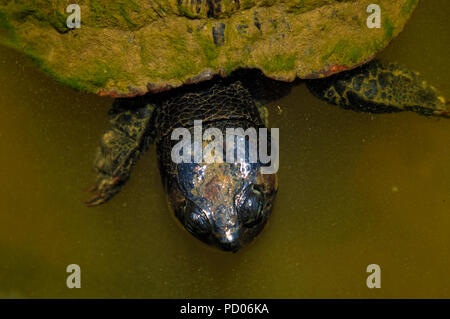 Primo piano vista superiore della testa di un giallo-cursore panciuto turtle in uno stagno in Arapahoe North Carolina Foto Stock