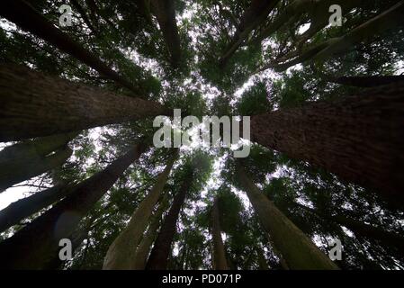 Guardando verso l'alto di alberi di pino, guardando verticalmente fino a tall torreggianti alberi in un bosco/bosco. (Albero Canopy) Foto Stock