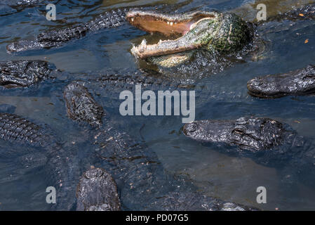 Una Congregazione di Gator a sant'Agostino Alligator Farm Zoological Park di St. Augustine, Florida. (USA) Foto Stock