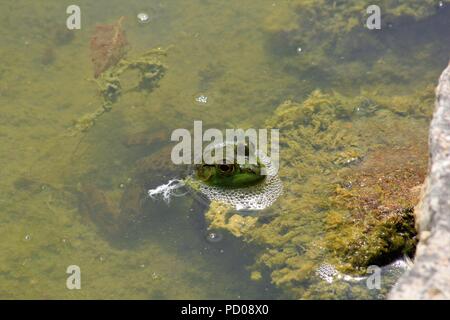 Verde rana toro shot closeup seduti in acqua e muschio verde a un lago. Foto Stock
