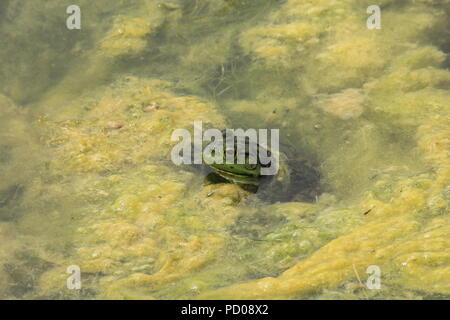 Rana toro shot closeup con muschio verde in un lago Foto Stock