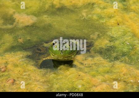 Rana toro shot closeup con muschio verde in un lago Foto Stock