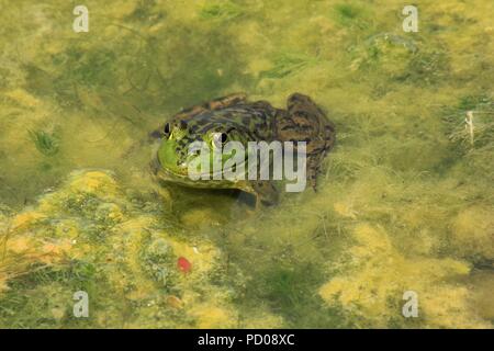 Rana toro shot closeup con muschio verde in un lago Foto Stock