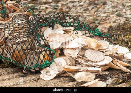 Il clam shell scartati dai pescatori commerciali Foto Stock