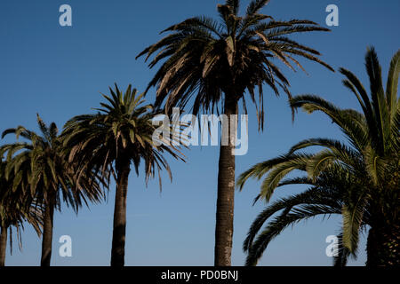 Avenue de Dom Carlos, Foz, Porto, Portogallo Foto Stock