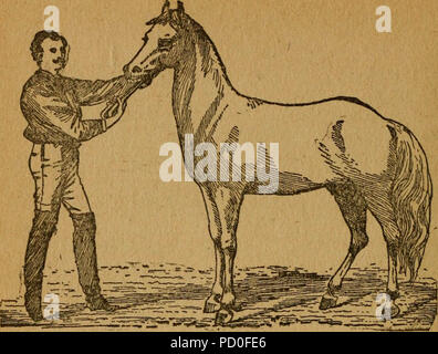 "Gleason la cavallo libro. Il solo lavoro autorizzato dall America's re di domatore dei cavalli, comprendente la storia, allevamento, formazione, rottura, acquisto, alimentazione toelettatura, ferratura, doctoring, raccontando età e cure generali del cavallo" (1892) Foto Stock