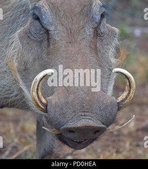 Sud Africa, una fantastica destinazione di viaggio per sperimentare e terzo e primo mondo insieme. Warthog close-up mostrando zanne curve. Foto Stock