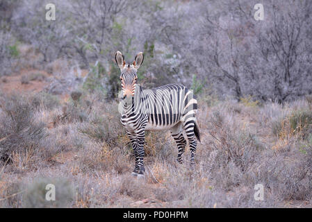 Sud Africa, una fantastica destinazione di viaggio per sperimentare e terzo e primo mondo insieme.Wet Cape mountain zebra tra sfrondato Thorn trees. Foto Stock