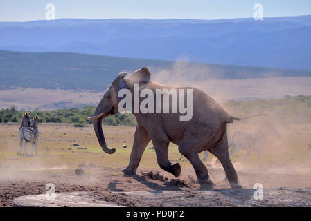 Sud Africa, una fantastica destinazione di viaggio per sperimentare e terzo e primo mondo insieme. Arrabbiato elephant Bull inseguono zebre da waterhole. Addo. Foto Stock