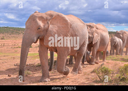 Sud Africa, una fantastica destinazione di viaggio per sperimentare e terzo e primo mondo insieme. Branco di elefanti deposito turisti in passato. Addo Elephant Park. Foto Stock