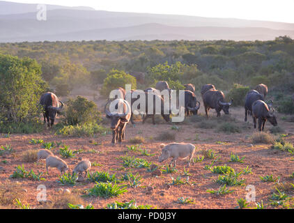 Sud Africa. Buffalo mandria e warthog famiglia insieme pacificamente in Addo Elephant National Park. Foto Stock