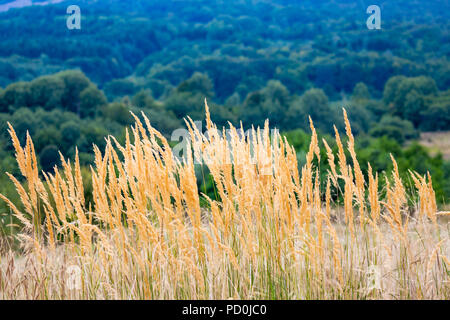 Asciutto erba selvatica close-up su sfocato sfondo verde, alberi del Monte Vitosha in retro sul piacevole pomeriggio d'estate, vicino Sofia, Bulgaria Foto Stock