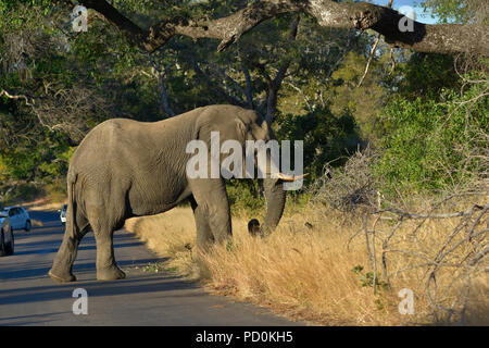 Sud Africa, una fantastica destinazione di viaggio per sperimentare e terzo e primo mondo insieme. Elephant bull blocco stradale nel Parco Nazionale di Kruger. Foto Stock