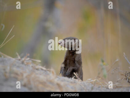 Una nana mongoose acronimo di alert su le sue zampe posteriori, cercando o nemici nel Parco Nazionale di Kruger, Sud Africa Foto Stock