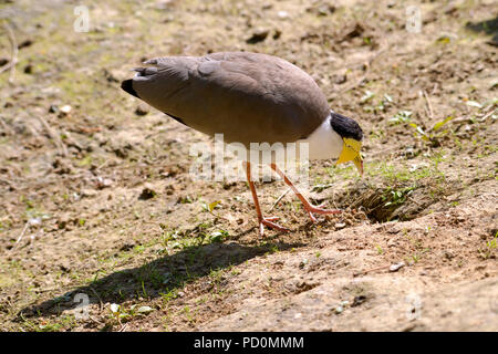 Masked pavoncella Vanellus (miglia) sul suolo Foto Stock