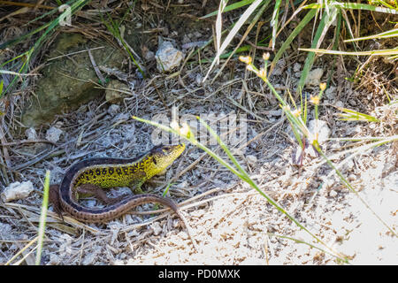 Close up di un po' di sabbia di appoggio lizard svizzera Foto Stock