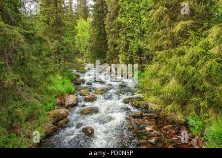 Il fiume selvaggio in una foresta di conifere Foto Stock
