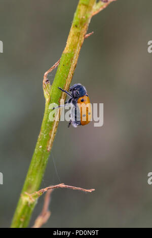 Lachnaia sexpunctata. Beetle sei punti nel loro ambiente naturale. Foto Stock