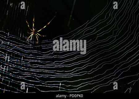 Spider e spiderweb nella foresta pluviale del Parco Metropolitano, Repubblica di Panama. Foto Stock