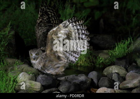 Blakiston's pesce civetta (Ketupa blakistoni) in Hokkaido, Giappone Foto Stock