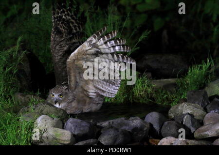 Blakiston's pesce civetta (Ketupa blakistoni) in Hokkaido, Giappone Foto Stock