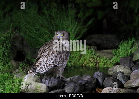 Blakiston's pesce civetta (Ketupa blakistoni) in Hokkaido, Giappone Foto Stock