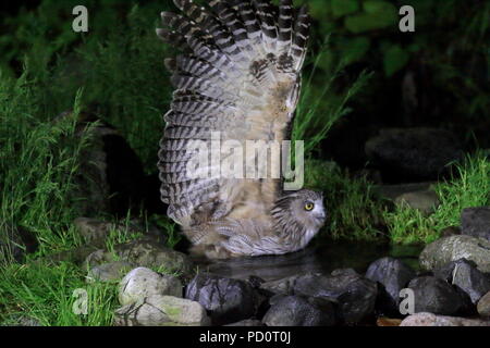 Blakiston's pesce civetta (Ketupa blakistoni) in Hokkaido, Giappone Foto Stock