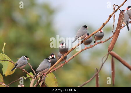 Java Sparrow Big Island delle Hawaii Foto Stock