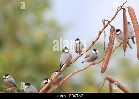Java Sparrow Big Island delle Hawaii Foto Stock