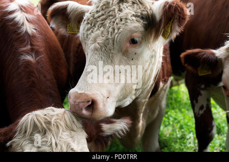 Mandria, Capel St Andrew, Suffolk, Regno Unito. Foto Stock