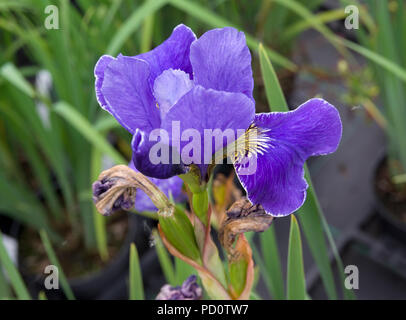 Iris Sibirica bordo argento Foto Stock