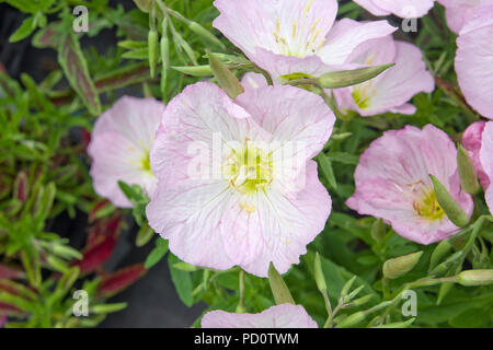 Oenothera speciosa 'Siskiyou' Foto Stock