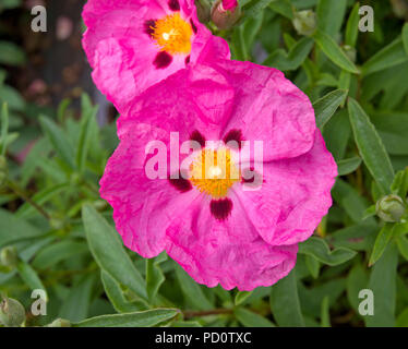 Cisto × purpureus viola a fiore rock rose Foto Stock