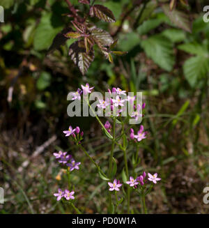 Centaury-Centaurium comune erythraea Foto Stock