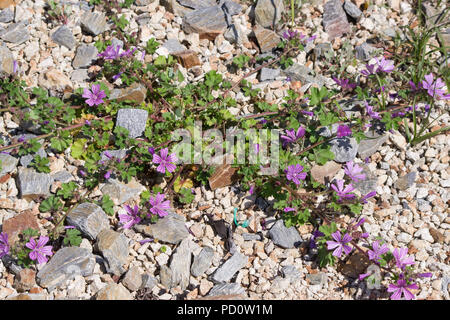 Dwarf Mallow Malva neglecta Foto Stock