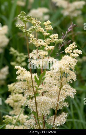 Olmaria Filipendula ulmaria Foto Stock