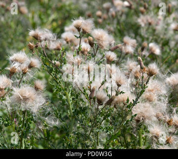 Creeping Thistle verso il basso Foto Stock