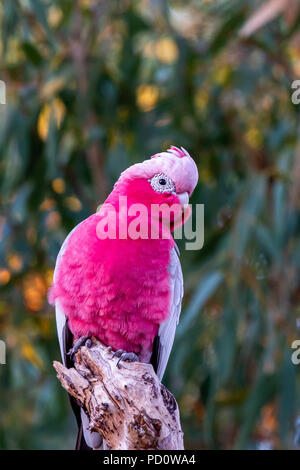 Galah maschio si appollaia su albero morto ramo Foto Stock