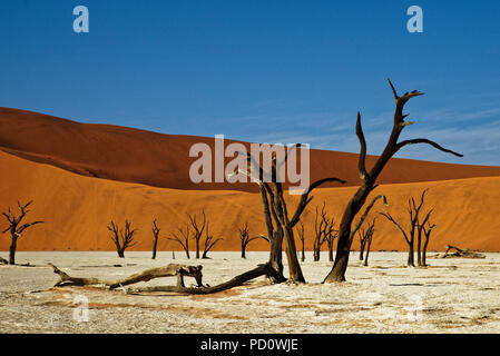 Deadvlei Namibia paesaggi surreali di alberi morti Foto Stock