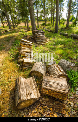 Impilate i registri di legna da ardere nel bosco, Francia. Foto Stock