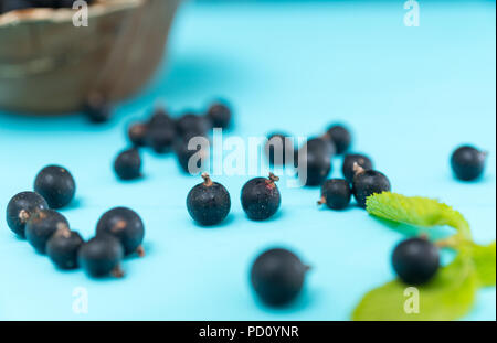 Appena raccolti i mirtilli in vista ravvicinata contro sfondo blu Foto Stock